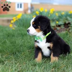 Oliver, Bernese Mountain Dog Puppy